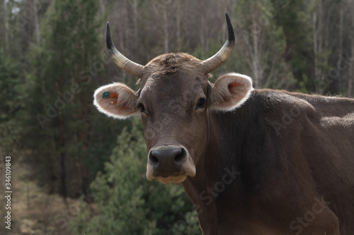 close-up portrait of horned cow outdoors on the grassland. The cow looks at the camera