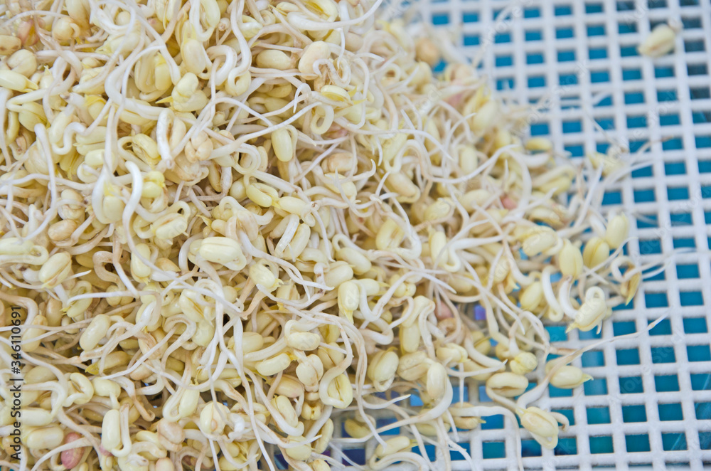 Clean bean sprout on white grids Clean bean sprout on white grids