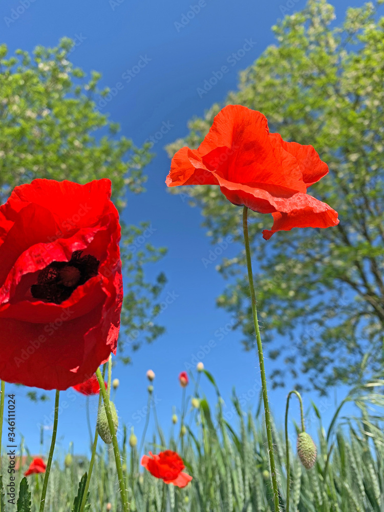 Obraz premium red flower nature