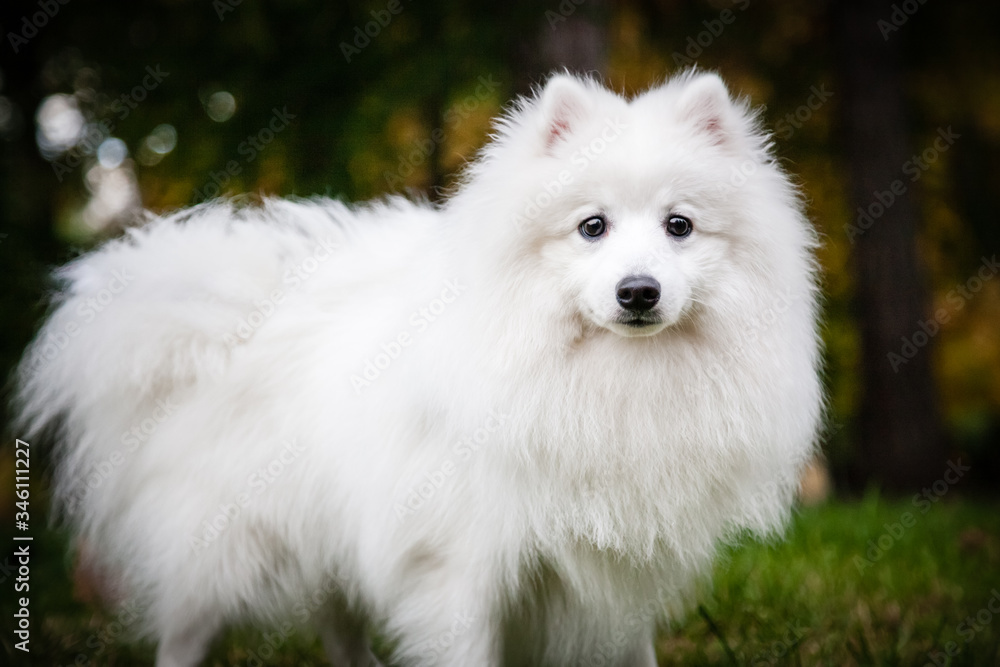 White furry Japanese Pomeranian sits in the Park White furry Japanese Pomeranian sits in the Park