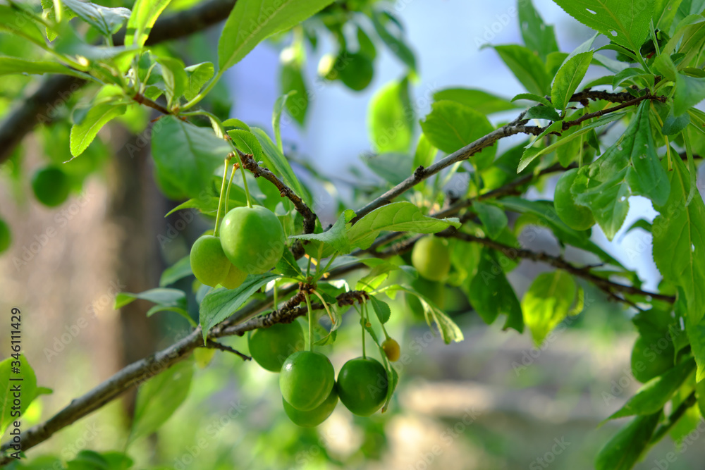 Berries of unripe cherry plum grow on a branch. Berries of unripe cherry plum grow on a branch.