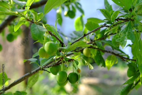 Berries of unripe cherry plum grow on a branch.