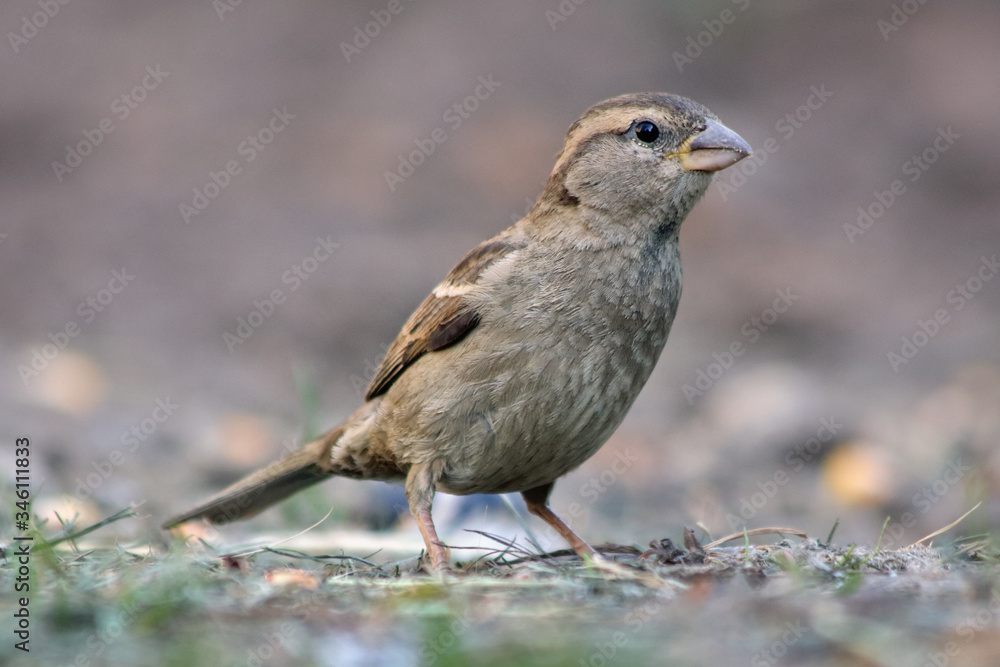 Portrait of house sparrow (passer domesticus). Portrait of house sparrow (passer domesticus).