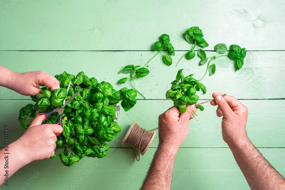 Homegrown basil pot. Basil harvest. Couple gardening. Homegrown basil pot. Basil harvest. Couple gardening.