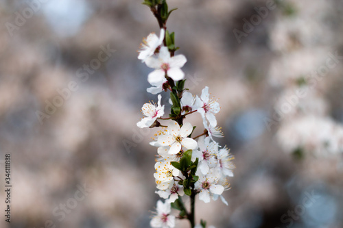 Spring flowering cherry. Branch with flowers on a blurred background. © Vladimir