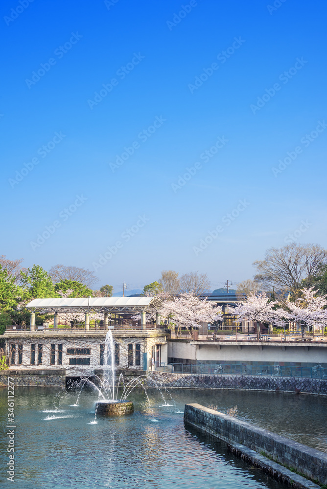 Naklejka premium 京都 インクラインの桜