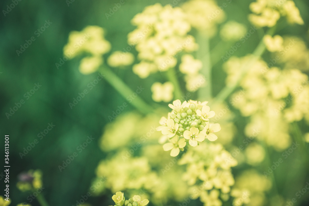 Blooming mustard plant on the field. Selective focus. Shallow depth of field. Blooming mustard plant on the field. Selective focus. Shallow depth of field.