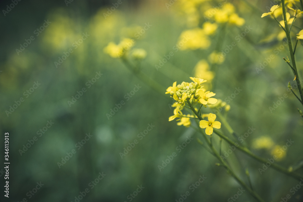 Blooming mustard plant on the field. Selective focus. Shallow depth of field. Blooming mustard plant on the field. Selective focus. Shallow depth of field.