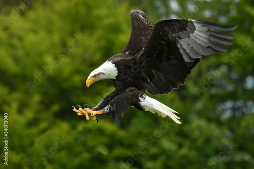 The Bald eagle Haliaeetus leucocephalus portrait