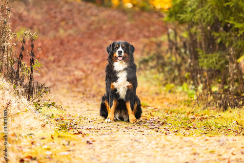 Fototapeta Naklejka Na Ścianę i Meble -  bernese mountain dog in autumn