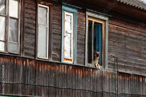 Dog in the window