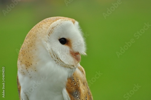Fototapeta Naklejka Na Ścianę i Meble -  Face to face with Barn owl Tyto alba