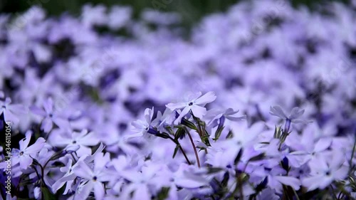 Phlox styloid, beautiful small purple  flowers growing on a flowerbed, blurred and floral background