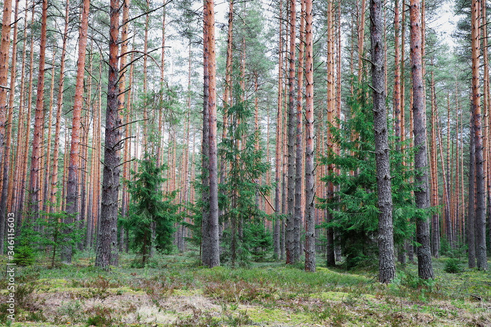 Fototapeta premium Forest landscape with firs and pines.