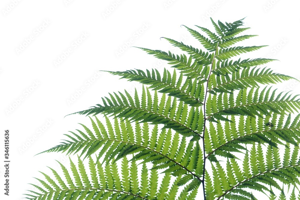 Tropical fern leaves on white isolated background for green foliage backdrop and copy space Tropical fern leaves on white isolated background for green foliage backdrop and copy space