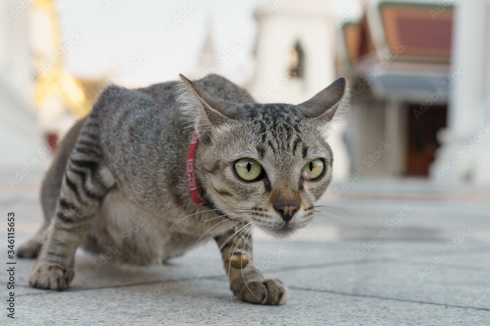 Stray cat at Wat Ratchanatdaram Temple in Bangkok Thailand