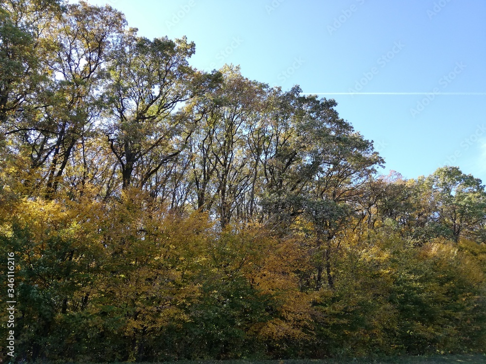 Fototapeta premium dav