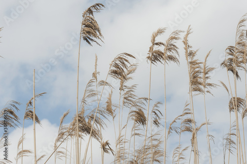 dry reed against the blue sky 