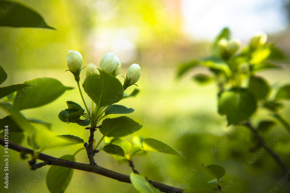 Obraz premium spring blooming tree. tree, green, leafing, flowers, blossom, spring, sun, warmth, spring weather, birds, sparrow