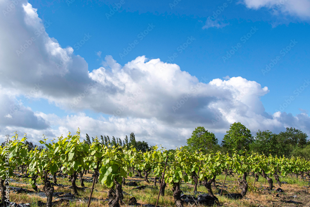beautiful vineyard in france under a great blue sky 