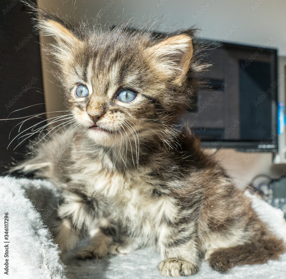 cute maine coon kitten with intensive blue eyes