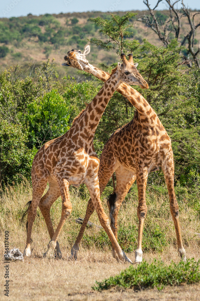 Fototapeta premium Two Masai giraffe in grassy clearing necking
