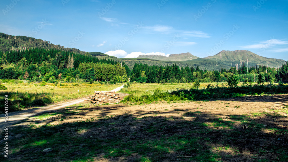 Obraz premium Stacked logs