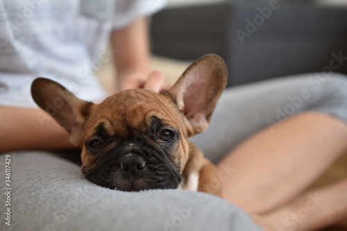 French Bulldog Puppy © ian_dashkov