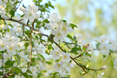 spring blooming tree. tree, green, leafing, flowers, blossom, spring, sun, warmth, spring weather, birds, sparrow