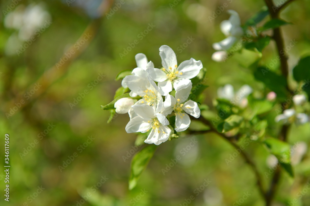 spring blooming tree. tree, green, leafing, flowers, blossom, spring, sun, warmth, spring weather, birds, sparrow spring blooming tree. tree, green, leafing, flowers, blossom, spring, sun, warmth, spring weather, birds, sparrow