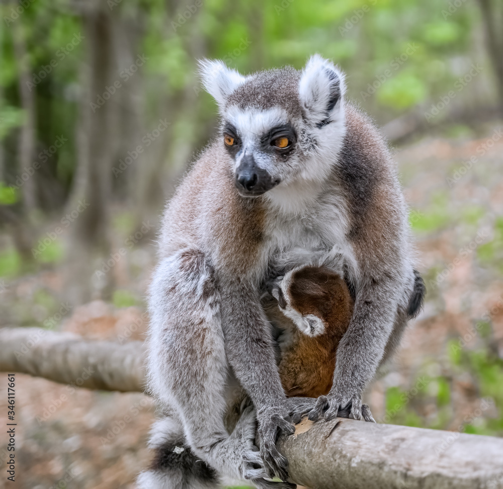 Obraz premium Katta mit Jungtier