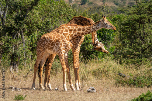 Two Masai giraffe necking in grassy clearing