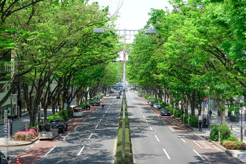表参道、新緑のケヤキ並木