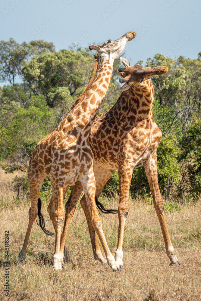 Obraz premium Two Masai giraffe stand necking in savannah