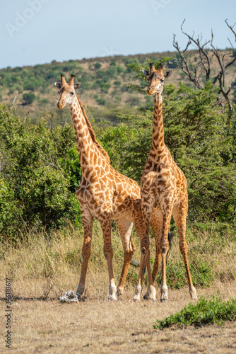Two Masai giraffe stand side-by-side in clearing