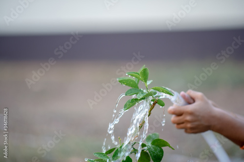 The hand of a cute little boy is watering the plants in his garden.