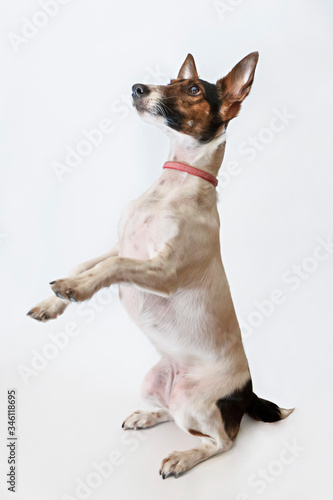 Dog Parson Russell Terrier stands on its hind legs. Studio shot on a white background. © Dezaypro gmail com