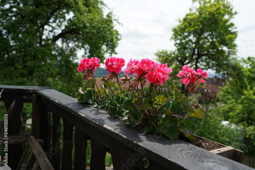 Fototapeta Naklejka Na Ścianę i Meble -  Geraniums and petunias are easy-care plants and are particularly suitable as potted plants to beautify the house