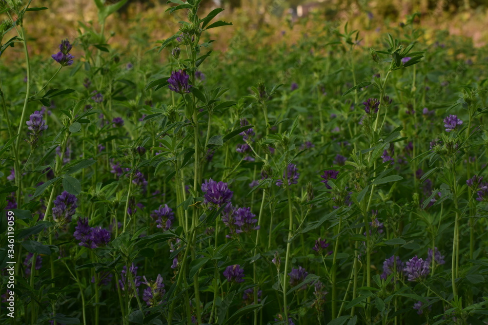 Medicago sativa, alfalfa, lucerne in bloom - close up. Alfalfa is the most cultivated forage legume in the world and has been used as an herbal medicine since ancient times. Medicago sativa, alfalfa, lucerne in bloom - close up. Alfalfa is the most cultivated forage legume in the world and has been used as an herbal medicine since ancient times.