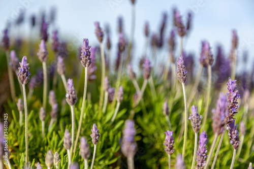 purple flowers of decorative sage field. Retro tone image. Beautiful summer violet flowers background © olezzo