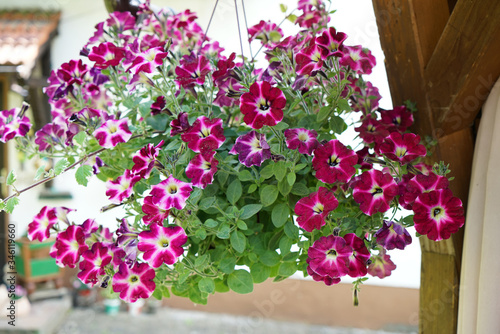 Fototapeta Naklejka Na Ścianę i Meble -  Geraniums and petunias are easy-care plants and are particularly suitable as potted plants to beautify the house
