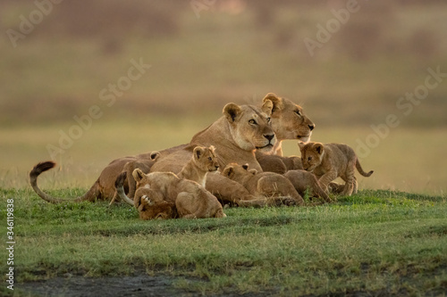 Two lionesses lie with cubs looking right