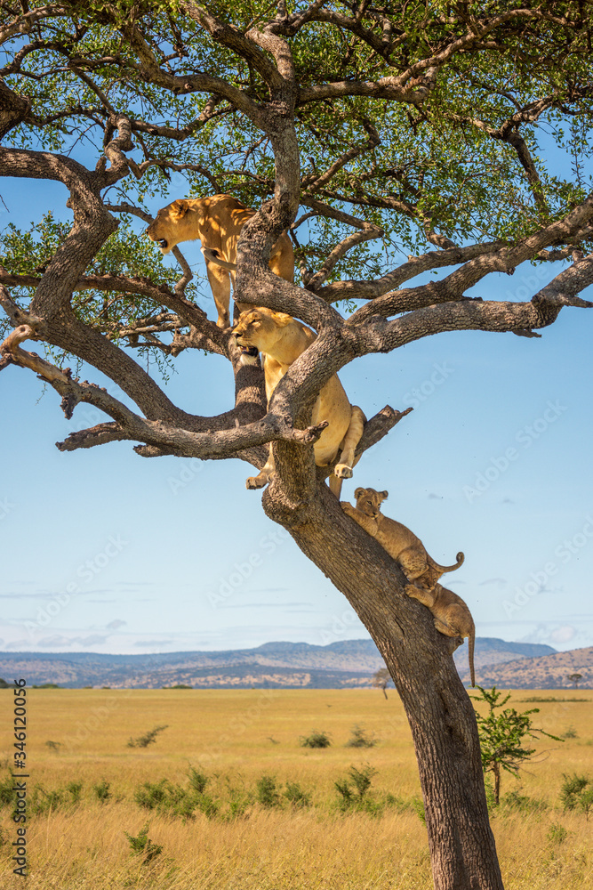 Two lionesses sit in tree with cubs Two lionesses sit in tree with cubs