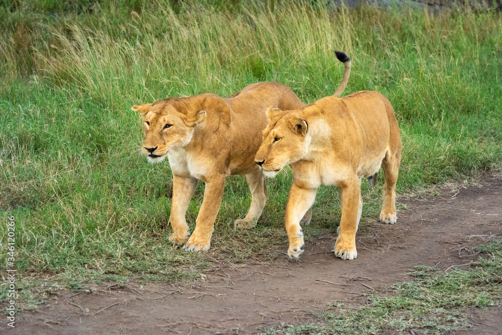 Two lionesses walk across dirt track side-by-side Two lionesses walk across dirt track side-by-side