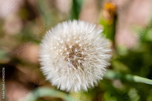 Close up of a dandelion seed head in blurred green grass background