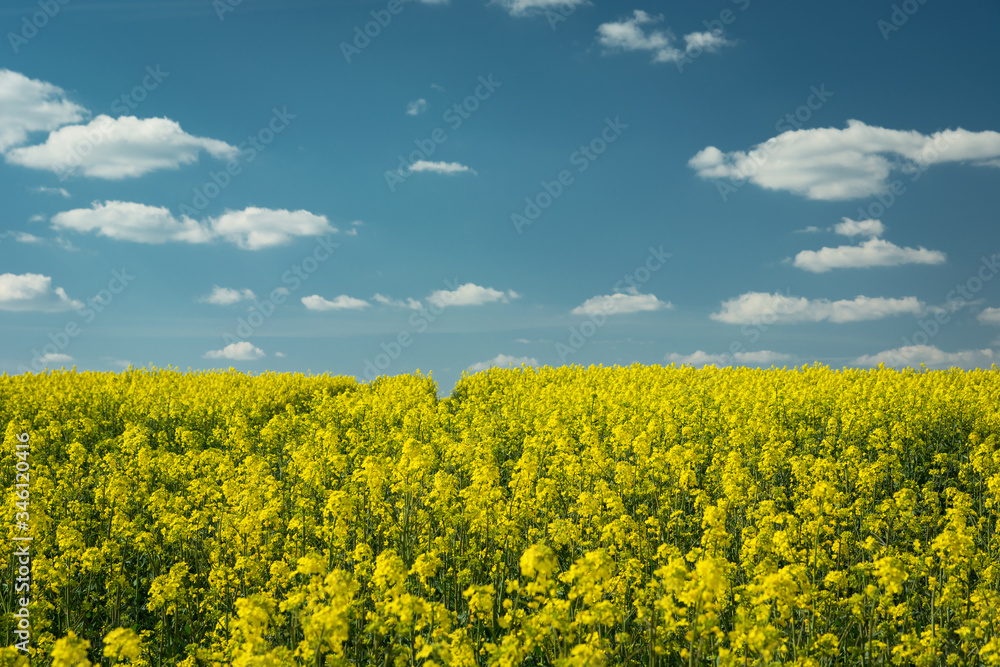 Obraz premium Yellow rapeseed field, white clouds on blue sky on spring day
