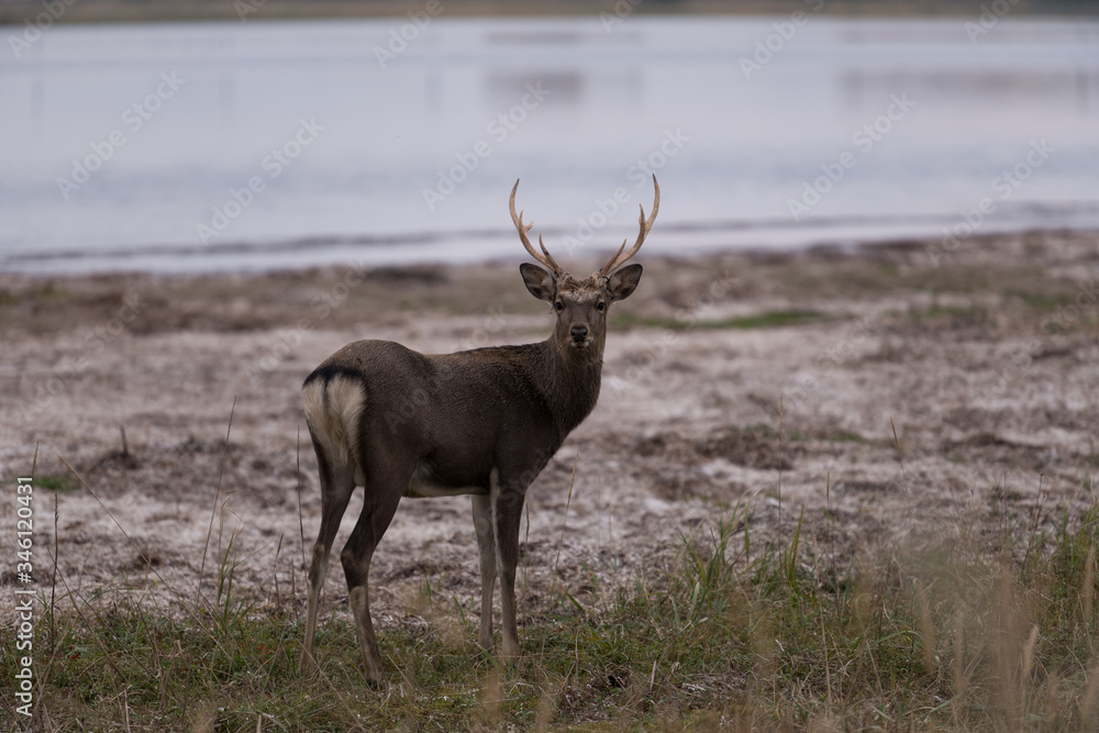 Fototapeta premium エゾジカ