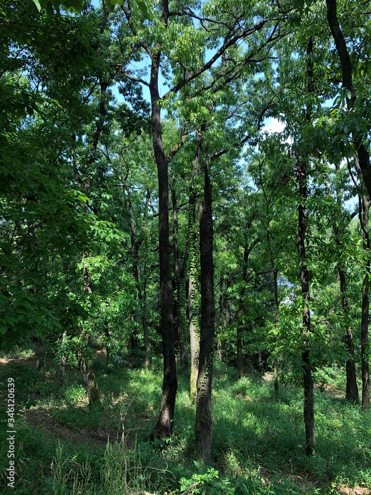 Obraz premium 山道