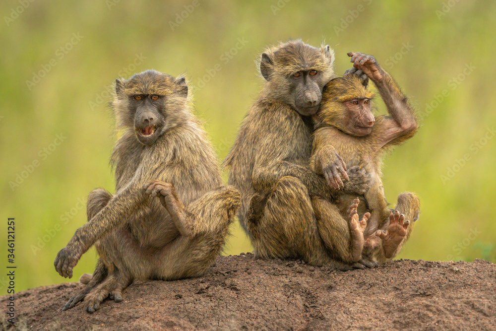 Two olive baboons sit hugging beside another