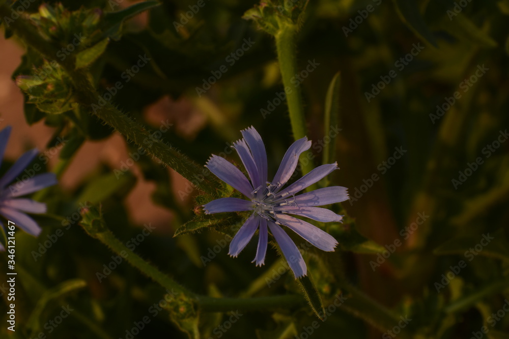 Common chicory (Cichorium intybus) - A nonnative plant with a long history serving humans. Common chicory (Cichorium intybus) - A nonnative plant with a long history serving humans.